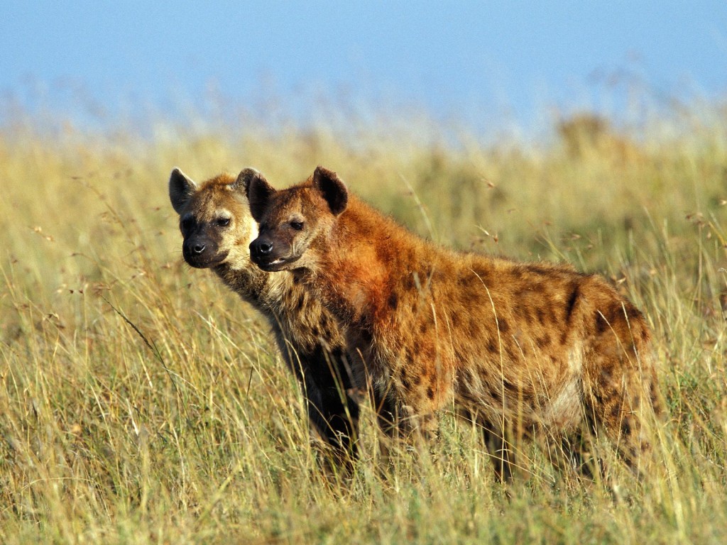 Du lịch Kenya bằng khinh khí cầu