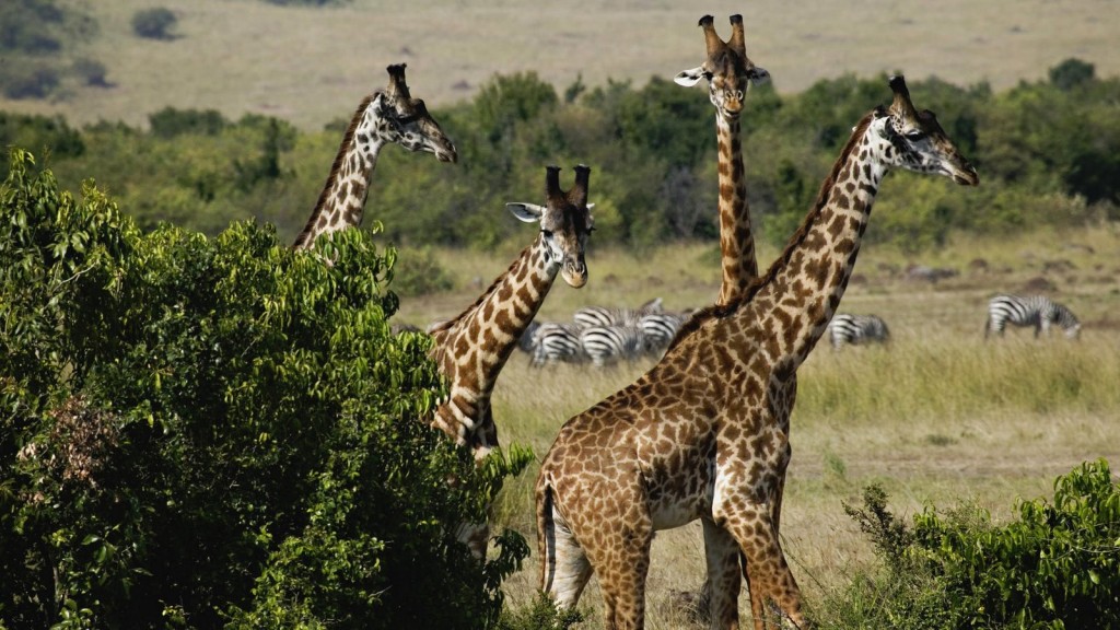 Du lịch Kenya bằng khinh khí cầu